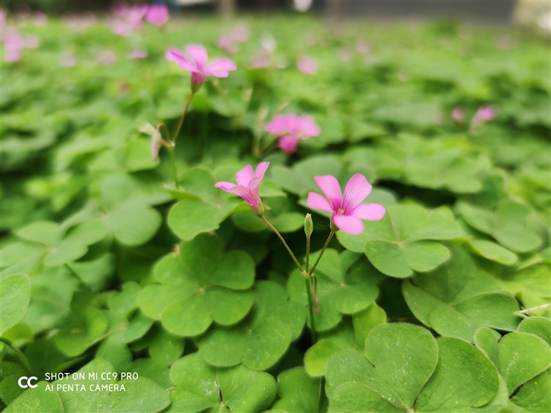 雷军“吹过的牛”真实现了 小米CC9 Pro全面评测：DxO世界第一影像旗舰