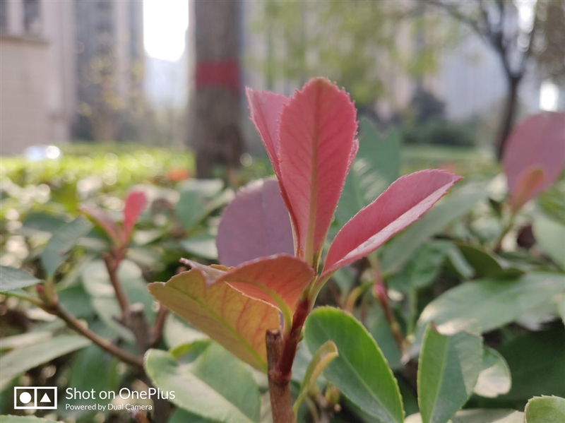 天下武功唯快不破 一加6T首发评测：一触即发的全能旗舰